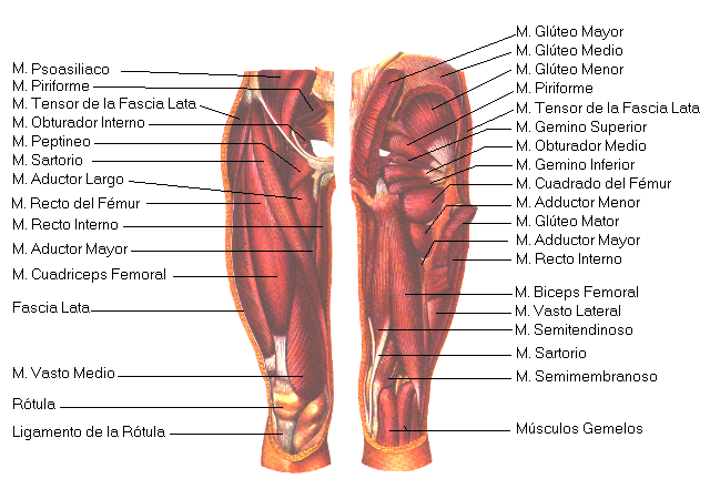 Rodilla y pierna: Anatomía completa, huesos, músculos